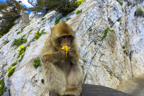 Close up of a wild macaque eating banana or Gibraltar monkey, one of the most famous attractions of the British overseas territory