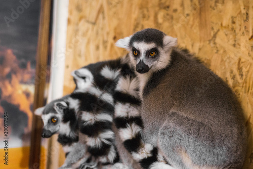 three lemurs look at the frame photo