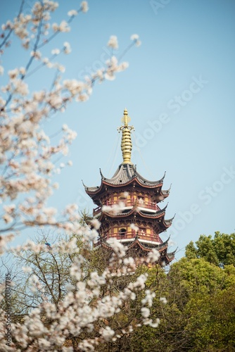 White Cherry Blossoms Blooming in Spring in Nanjing City