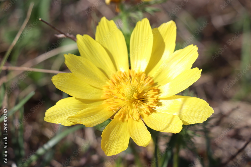 yellow adonis flower - adonis vernalis