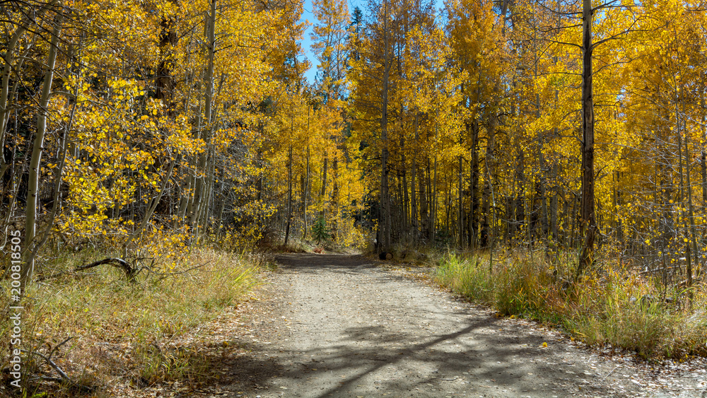 Trail joining Spooner Lake and Marlette Lake, Nevada, USA, in the Fall, featuring yellow leaves of Aspen trees
