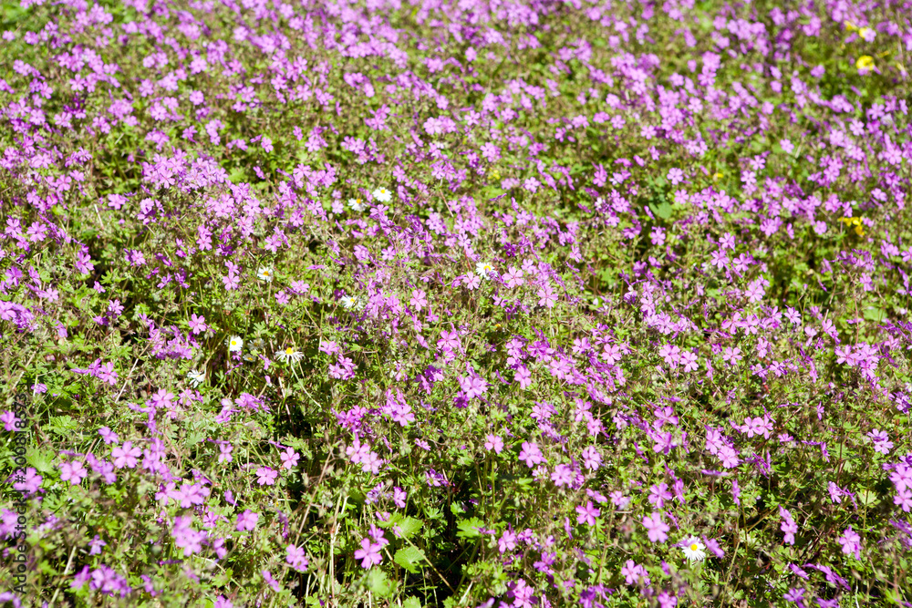 Lots of small purple flowers on a meadow for backgrounds