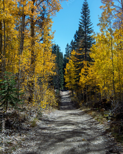 Yellow leaves of Aspen trees in Nevada, USA, in the Fall on the trail from Spooner Lake to Marlette Lake on a blue-sky day with no clouds photo