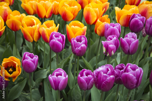 Yellow and Purple Tulips