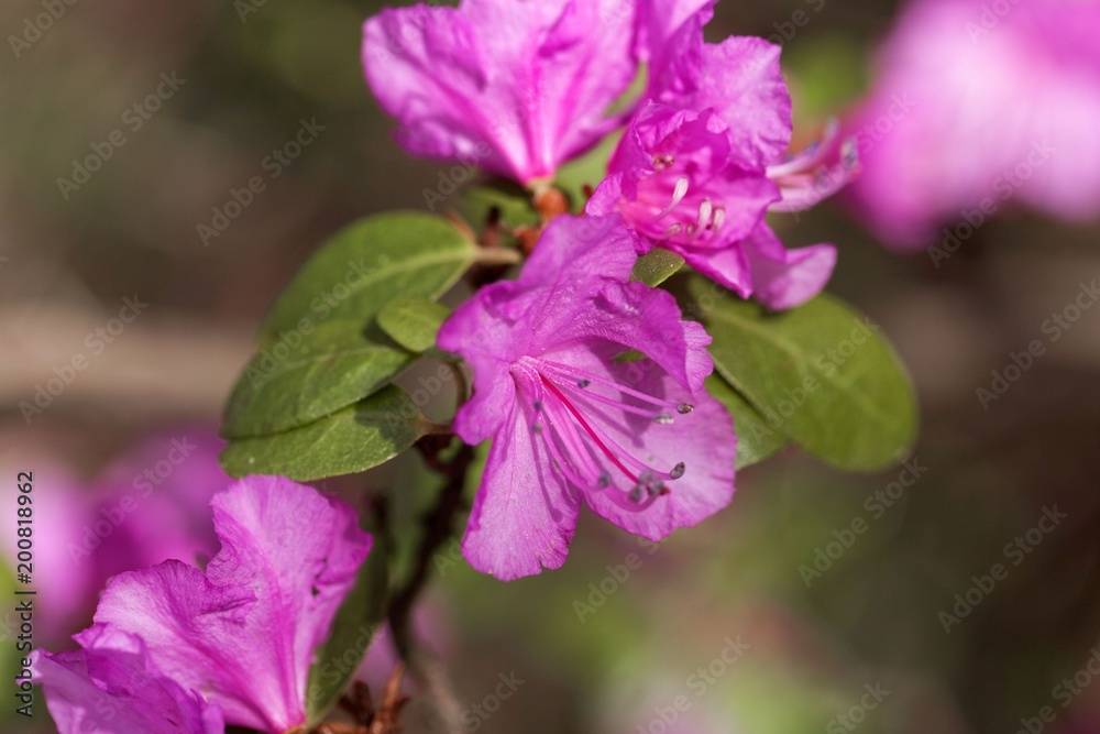 Flowers of the rhododendron species Rhododendron dauricum Flowers of the rhododendron species Rhododendron dauricum