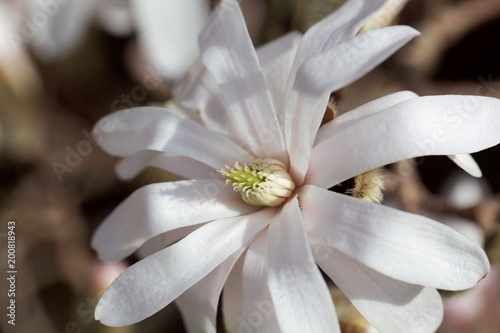 White flowers of the kobus magnolia (Magnolia kobus)