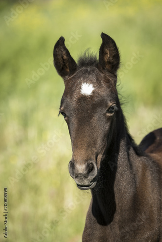 Foal Profile © Sara Goodnick 