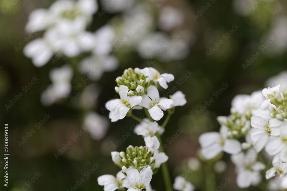 Spreading rock cress (Arabis procurrens) Spreading rock cress (Arabis procurrens)