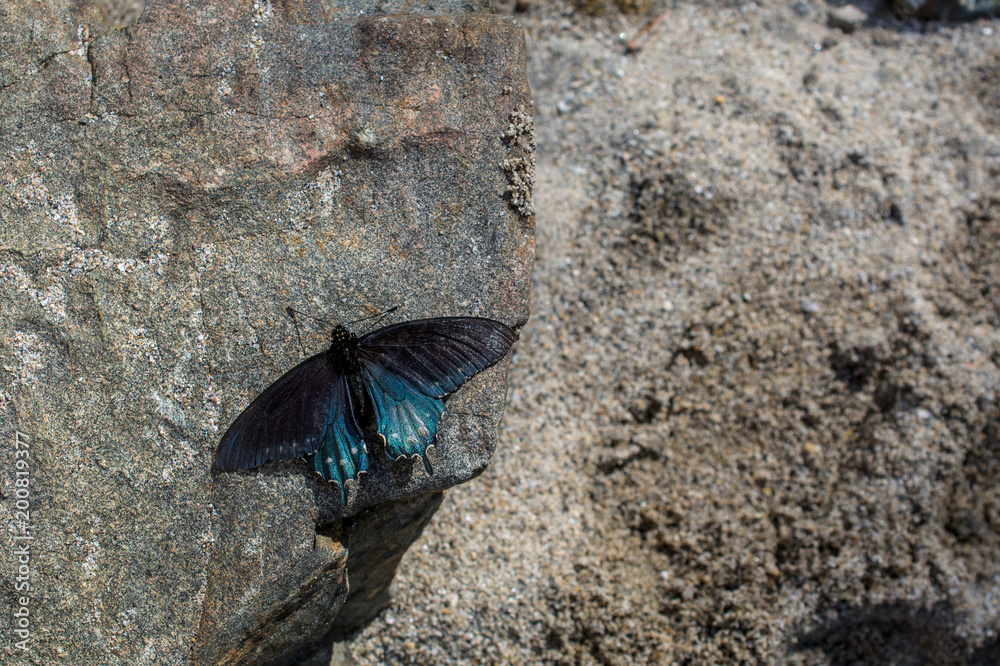 Obraz premium Pipevine Swallowtail butterfly, Battus philenor, siedzący na skale z dużą ilością miejsca na kopie, poza ujęciem.