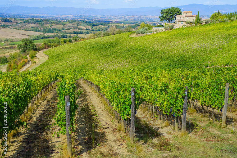 Grape farm in Italy, winery yard