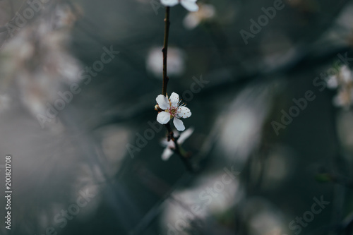 Abstract close up of beautiful wildflowers petals and buds.