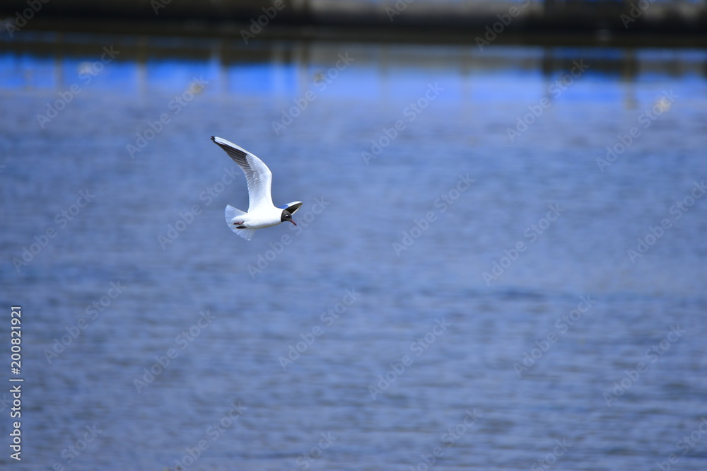 Seagulls fly in free Seagulls fly in free