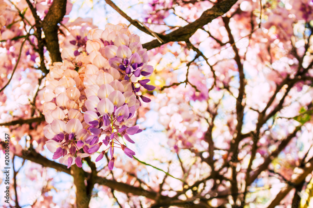 Fototapeta premium Acacia. Spring blooming flowers of pink acacia.
