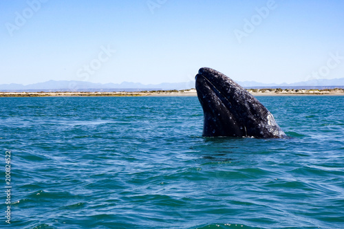 A California gray whale breaches in the UNESCO-listed El Vizcaino whale sanctuary lagoon at San Ignacio in Baja California Sur, Mexico