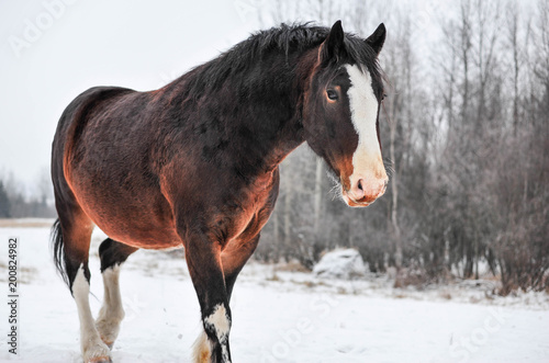 Winter Overcast brings out the Beautiful Color of the Clydesdale Horse on the Farm