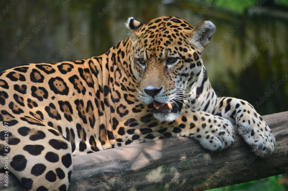 A Jaguar in the Amazon rain forest. Iquitos, Peru