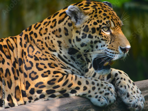 A Jaguar in the Amazon rain forest. Iquitos  Peru