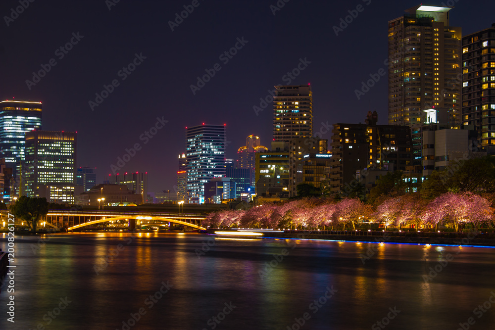 Naklejka premium 大阪・夜桜