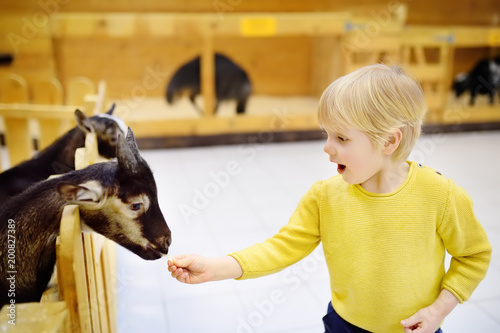 Little boy feeding goat at indoor petting zoo