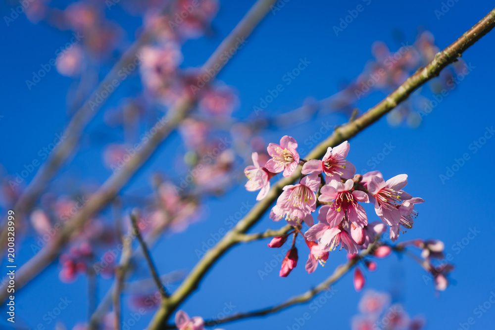 Close up of cherry blossom flowers with blue sky. Close up of cherry blossom flowers with blue sky.