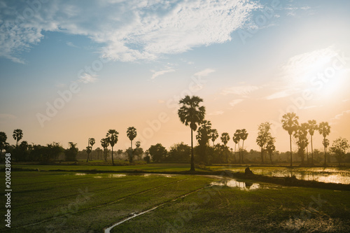 Sugar palm and paddy field with sunset
