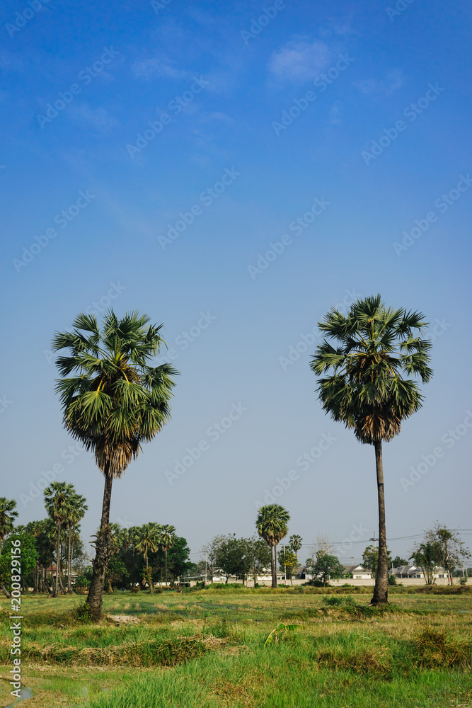 Sugar palm and paddy field with blue sky.