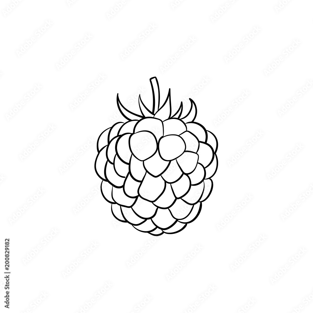 Blackberry hand drawn outline doodle icon Stock Vector Adobe Stock