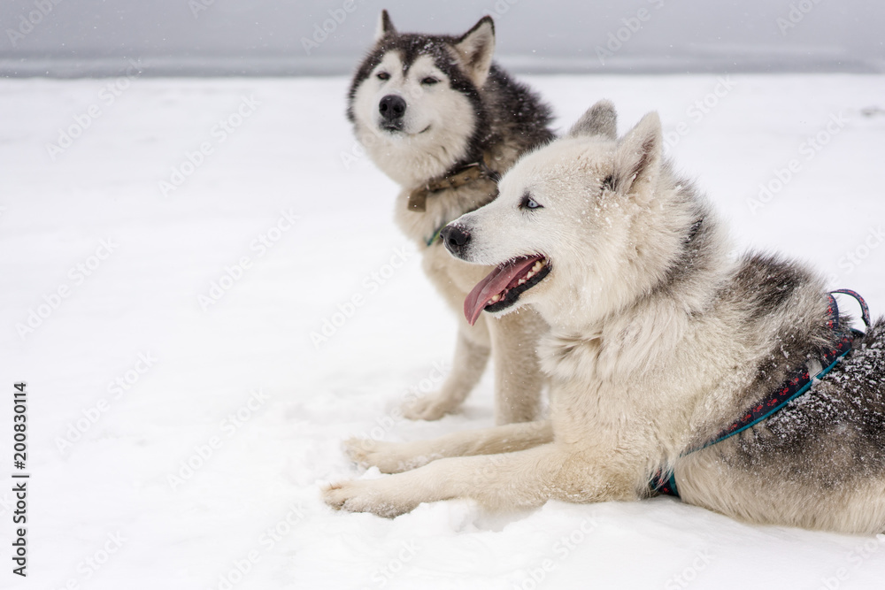 Team of sled dogs in a blizzard