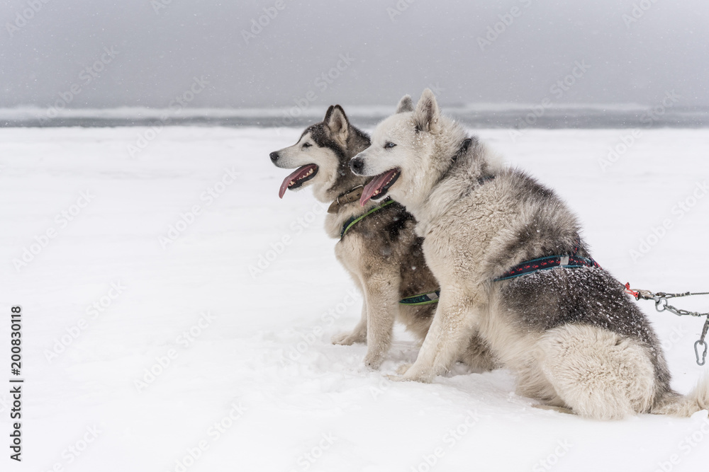 Team of sled dogs in a blizzard Team of sled dogs in a blizzard