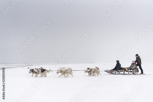 Fototapeta Naklejka Na Ścianę i Meble -  Team of sled dogs in a blizzard