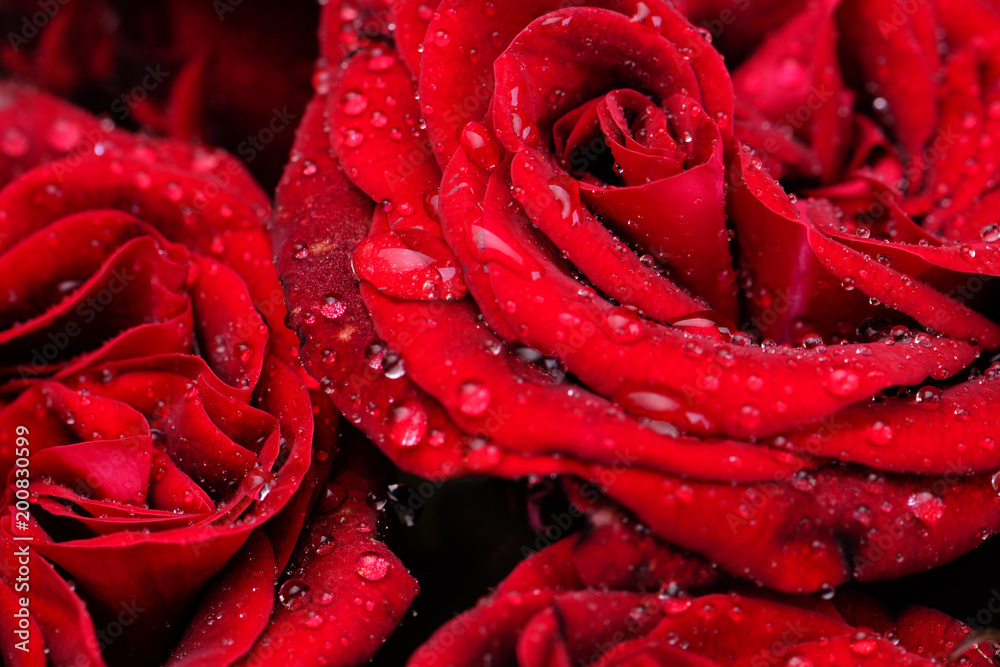 Flower rose Flower rose