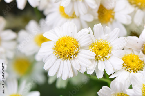 Flower camomile