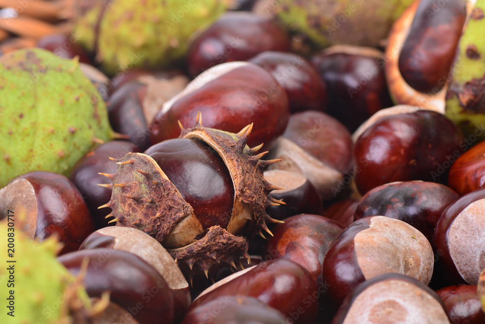 Medical chestnut Medical chestnut
