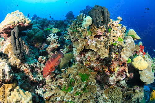 Hard corals and tropical fish on a reef
