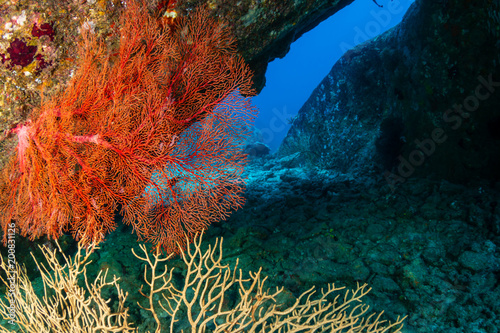 Fototapeta Naklejka Na Ścianę i Meble -  Underwater archway on a coral reef