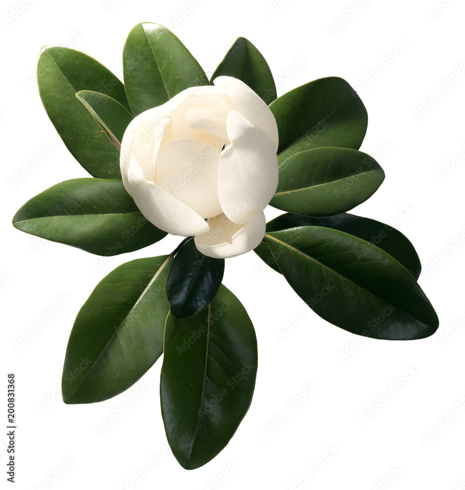 Obraz premium Magnolia tree opening a huge bud isolated on white background