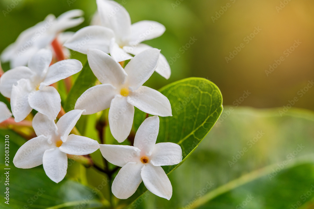 Beautiful little flowers in the garden. Beautiful little flowers in the garden.