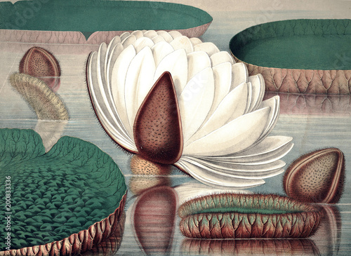 Fotografie Illustration of plant