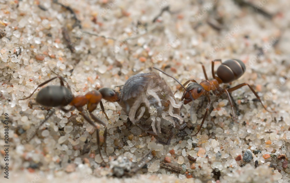 Wood ants, Formica transporting woodlouse