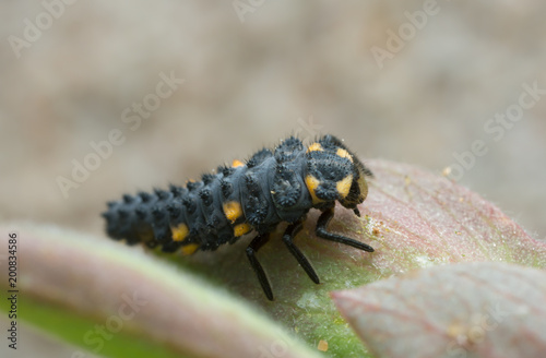 Ladybug larva, macro photo
