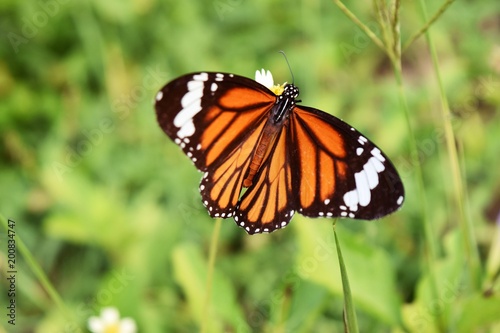 Common Tiger, Danaus genutia,Patterned orange white and black color on butterfly wing, Butterfly seeking nectar on the Spanish Needle flower in the field with natural green background © anant_kaset