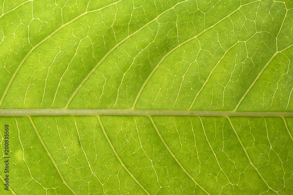 Green leaf texture background Green leaf texture background