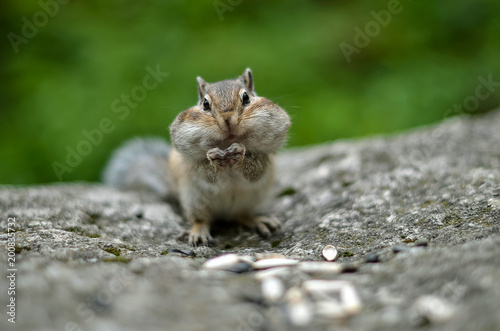 Chipmunk with cheeks full of nuts and seeds 3