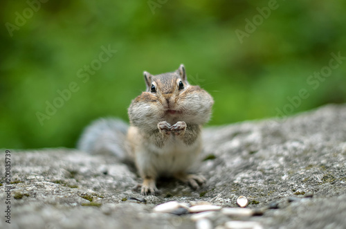 Chipmunk with cheeks full of nuts and seeds 4