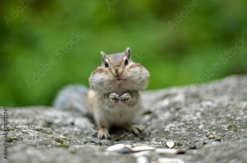 Chipmunk with cheeks full of nuts and seeds 5