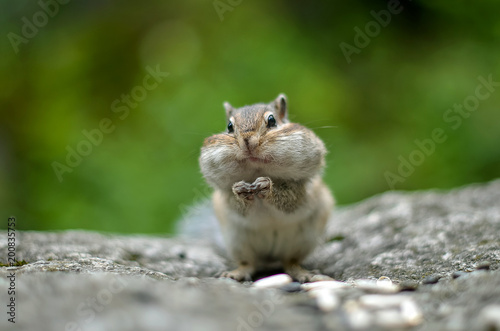 Chipmunk with cheeks full of nuts and seeds 6 photo