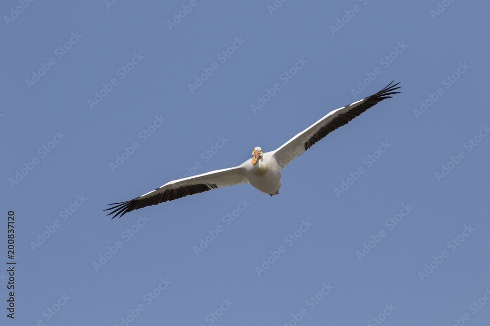 American white pelican (Pelecanus erythrorhynchos) in breeding plumage flying, Saylorville, Iowa, USA