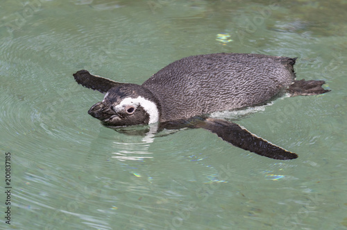 Humbolt Penguin Swimming