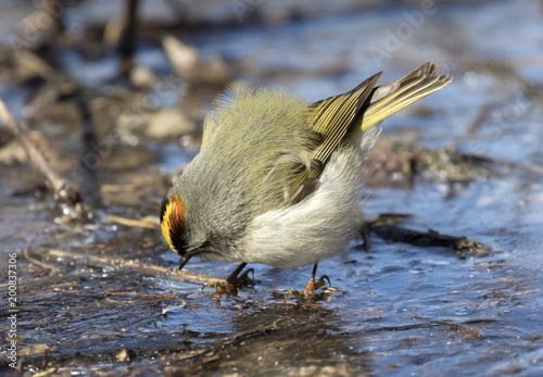 Golden-crowned kinglet (Regulus satrapa) foraging on ice of frozen lake, Saylorville, Iowa, USA photo