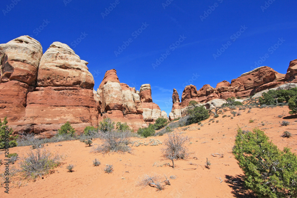 Fototapeta premium Needles District in Canyonlands National Park, Utah, USA